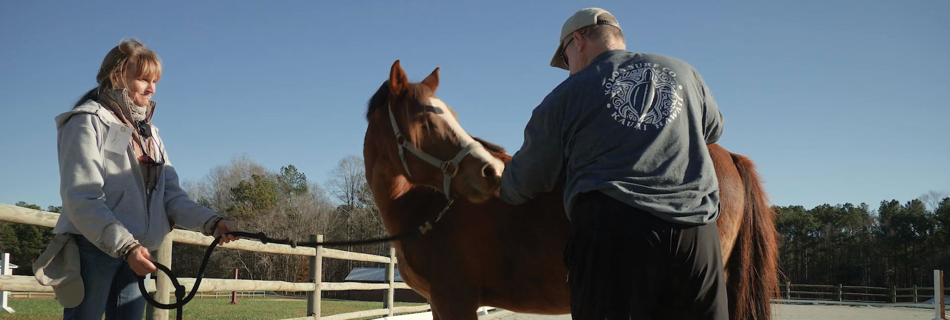 veteran grooming a therapy horse