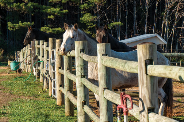 two therapy horses at Peace Reins